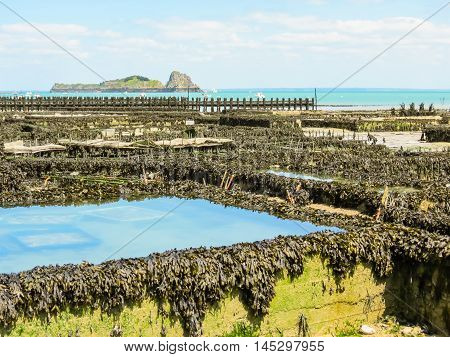 Oyster farms with growing oysters in lowtide. Cancale, France
