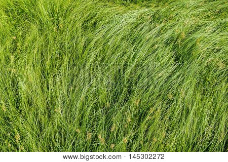 Cocograss Close Up Beautiful Green Nut Grass Pattern From Garden