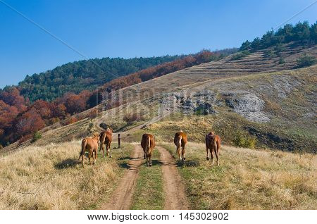 Typical Crimean landscape on a mountain pasture Demerdzhi - roads and horses going back home.