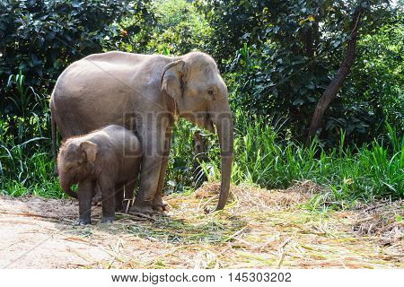 baby elephant and mom take care in the wild