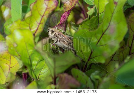 grasshopper sitting and hiding out in colorful leaves