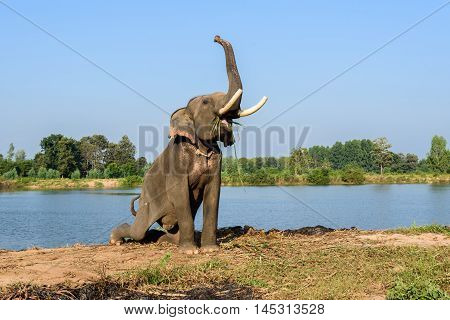 elephant with long ivory sit and raise its trunk while eating