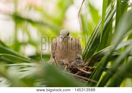 Close Up Dove Bird Sitting In The Nest On A Palm Tree At Thailand