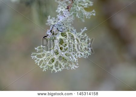 Beautiful coral like delicate shapes and patterns of a fruticose lichen hanging from a tree with soft pale background