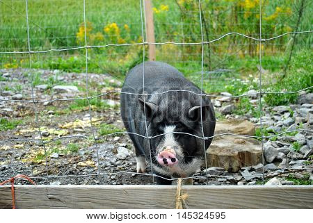 Young Black Pig Enclosed in a Pig Pen