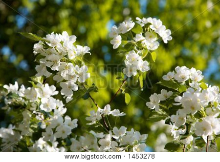 Flores de Manzano