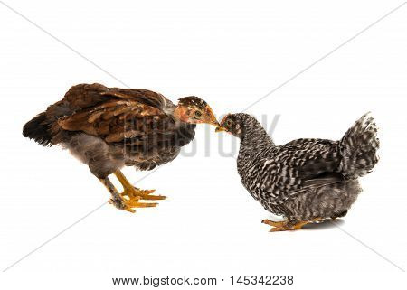 Chickens is standing and looking. Isolated on a white background.