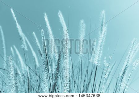Feather Grass In Nature