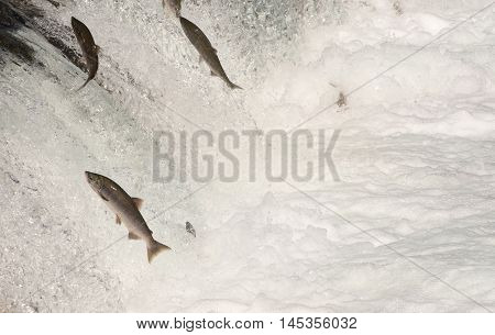 Sockeye Salmon Jumping