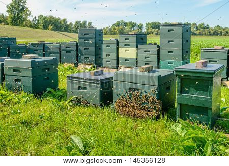 Green hives with bees in long rows on a Dutch field in the summer season. At one hive a large swarm of bees is landed.