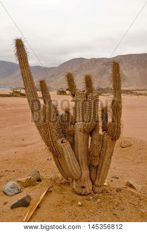 Closeup of a cactus in the desert with hills in the background of the National Park Pan de Azucar close to Chanaral in Chile, South America