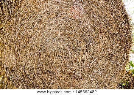 Yellow round bale of straw in the field.