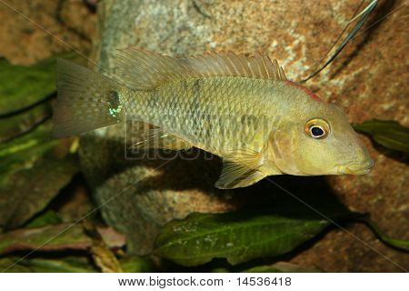 Redhead cichlide (Geophagus steindachneri)