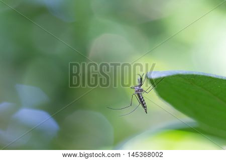 Mosquito On Leaf