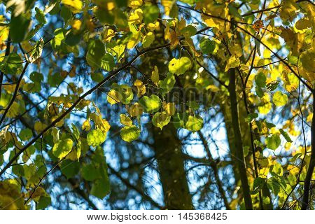 Yellow Autumnal Linden Foliage