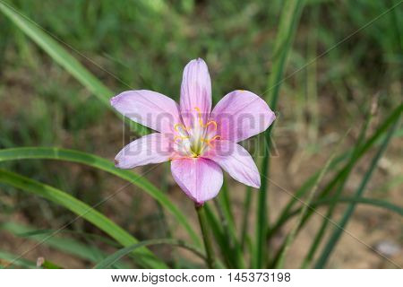 A Beautiful Wild Flower In The Park