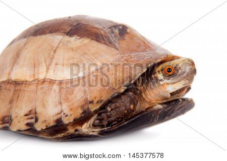 The Indochinese box turtle, Cuora galbinifrons, isolated on white background