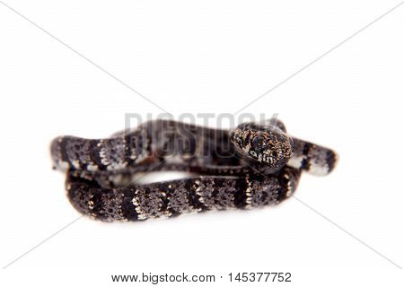 Clouded snake, Sibon nebulatus, isolated on white background