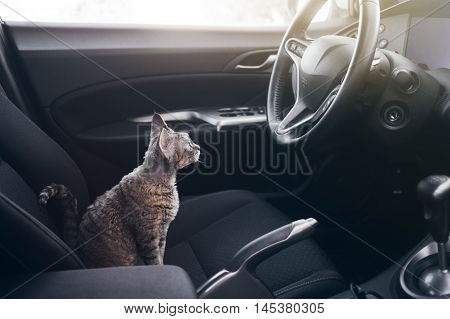 Beautiful Devon Rex cat is sitting in a car seat. Cat is feeling comfortable and relaxed. Train your cat to travel together. Reducing Cat Stress during Car Rides. Cat is inside a car