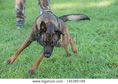 Police K9 Malinois dog in training lungeing forward