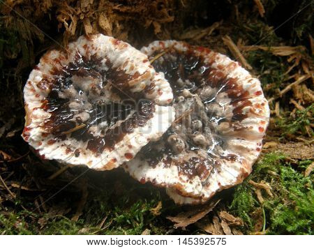 Hydnellum peckii, Bleeding tooth fungus, on woodland floor.