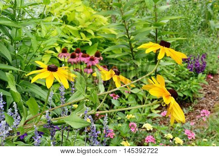 Black Eyed Susans blooming in a garden