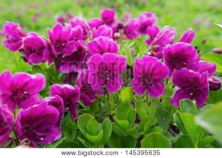 Flora of Kamchatka: beautiful flowering Rhododendron camtschaticum. Kamchatka Region Far East Russian Federation Eurasia.