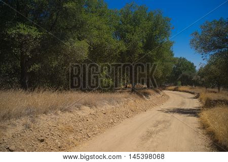 Dirt Road In California Woods
