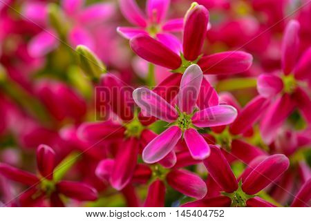 Pink Rangoon creeper Blooming in the nature