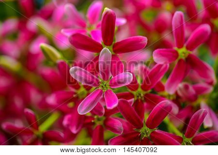 Pink Rangoon creeper Blooming in the nature