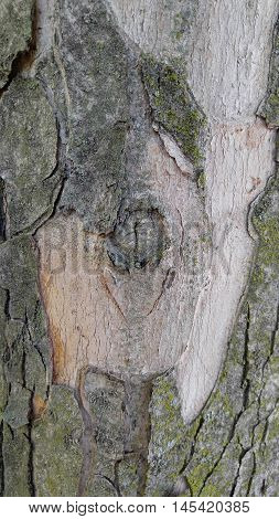 Maple tree, detail of the trunk and bark