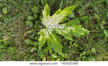 Maple Leaf with first signs of autumn