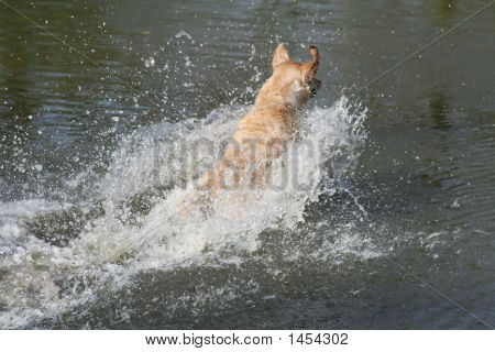 ダイビング犬