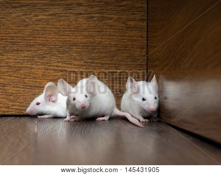 Nest of white mice in the old cabinet. Three mouse - white hair red eyes pink paws and tails