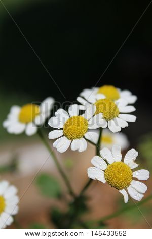 Feverfew sprinkled with water droplets and displayed in front of a black background