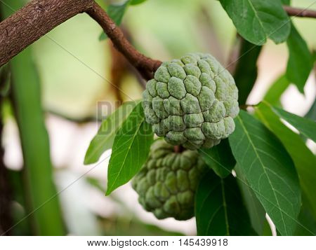 Green Sugar Apple or Custard Apple fruit growing on a tree.