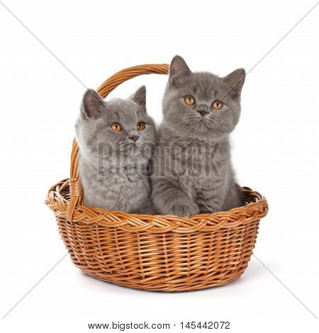 Pretty British Shorthair Blue Kitten In The Basket
