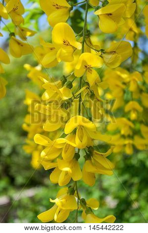 Beautiful flowers yellow acacia. Children's camp Artek in Ukraine.