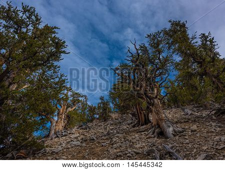 Ancient Bristle Cone Pinte Great Basin