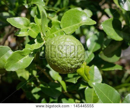 Bergamot on Tree in gaden at home
