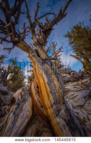Ancient Bristle Cone Pinte Great Basin