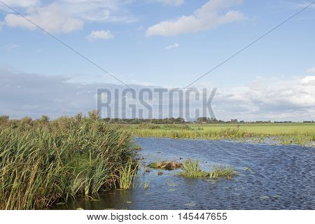 Typical polder landscape with canals and reeds in The Netherlands
