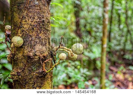 Fungus On A Tree Amazonian Rainforest Cuyabeno National Park Ecuador