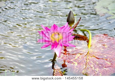 Pink lotus in a pond, a.k.a. Indian Lotus