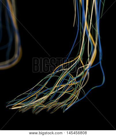 Foot arteries and lymphatic system, human anatomy. 3d illustration.