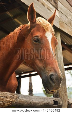 Close up the face of brown horse