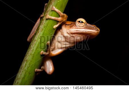 The little Asia frog jumping close up