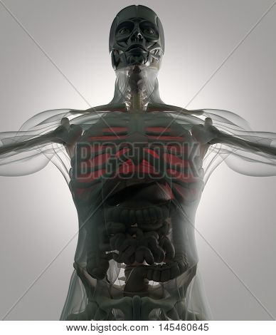 Human anatomy lungs. Lung disease or pain. Futuristic scan. Xray like view. 3d illustration.