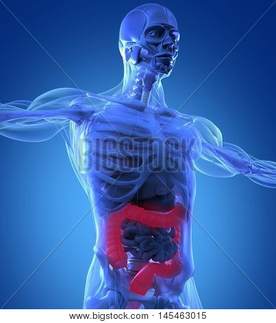 Human anatomy, colon. Xray-like view. Colon highlighted in red. 3d illustration.