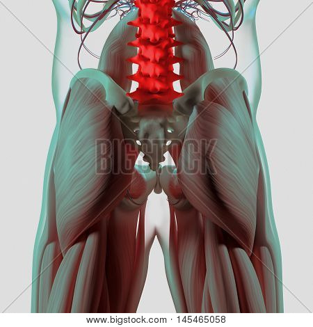 Human anatomy, spine, pelvis and gluteus maximus. Spine injury or pain. 3d illustration.